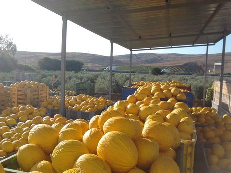 Gialletto, il melone d'inverno raccolto in estate