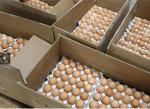 Hatching Chicken Eggs Cobb 500 Wholesale