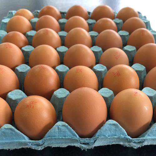 Farm Fresh Chicken Eggs